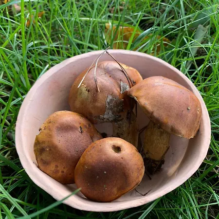 펜션 Idyllisches In Ruhiger Lage