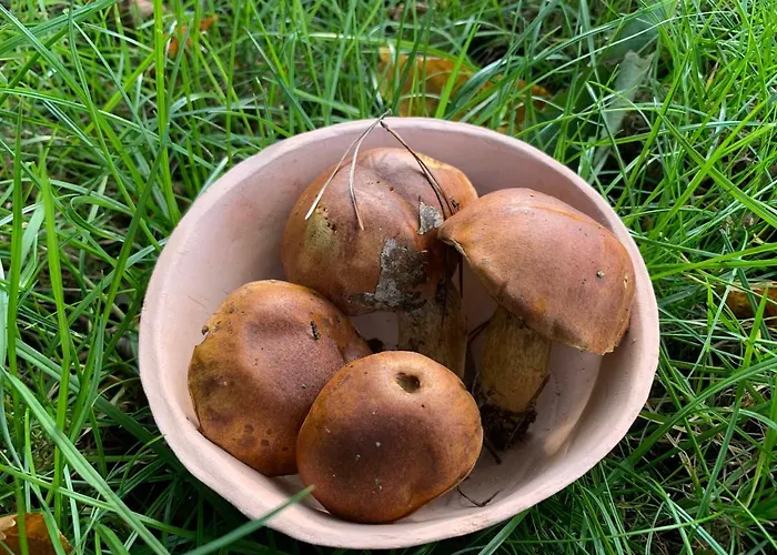Semesterbostad Idyllisches In Ruhiger Lage